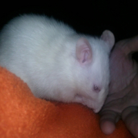 Photo #245414 de Alby