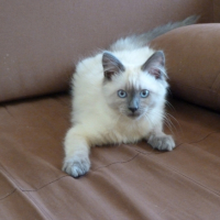 Photo #245430 de Fuji