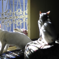 Photo #245434 de Wiphie