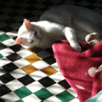Photo #245435 de Wiphie