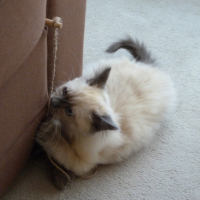 Photo #245436 de Fuji