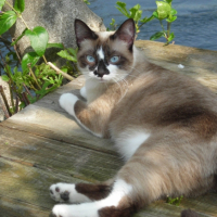 Photo #245498 de Calypso