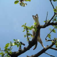 Photo #245499 de Calypso