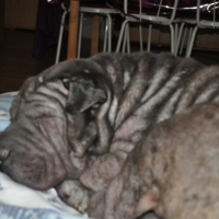 Photo #245500 de Baccara