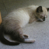 Photo #245503 de Calypso