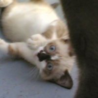 Photo #245504 de Calypso
