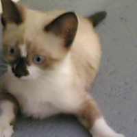 Photo #245505 de Calypso