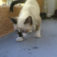 Photo #245507 de Calypso
