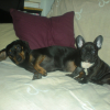 mes_chiens_015
