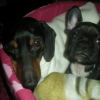 mes_chiens_034