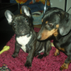 mes_chiens_051