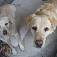 Photo #245577 de Tess