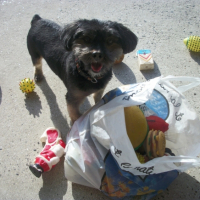 Photo #245596 de Snoopy