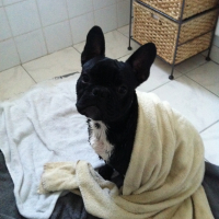 Photo #245597 de Francis