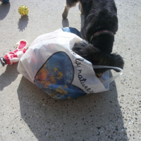 Photo #245599 de Snoopy