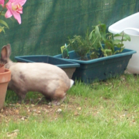 Photo #245665 de Tooby