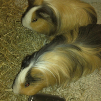 Photo #245667 de Rondoudou
