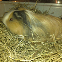 Photo #245668 de Rondoudou