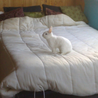 Photo #245686 de Bugs