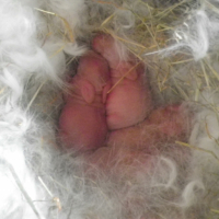 Photo #245782 de Lynet