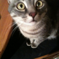 Photo #245808 de Guinness