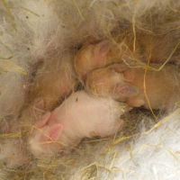 Photo #245815 de Lynet