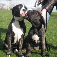 Photo #245823 de Falco