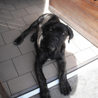 Photo #245834 de Falco
