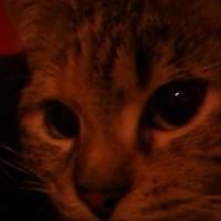 Photo #245878 de Fina