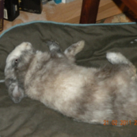 Photo #245883 de Panpan