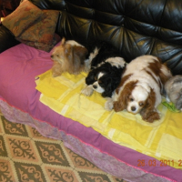 Photo #245884 de Panpan
