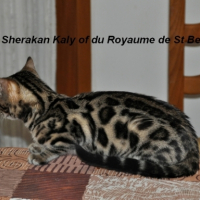 Photo #245889 de Sherakan kaly of du royaume de st bel