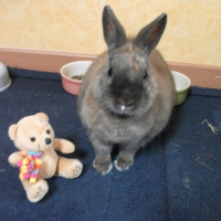 Photo #245893 de Caramel