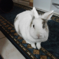 Photo #245894 de Nougat