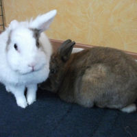 Photo #245895 de Nougat