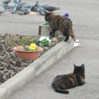 Photo #245899 de Mickette