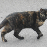 Photo #245900 de Mickette