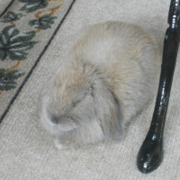 Photo #245902 de Gaston