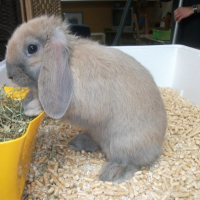 Photo #245903 de Gaston