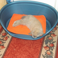 Photo #245904 de Gaston