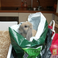 Photo #245906 de Gaston