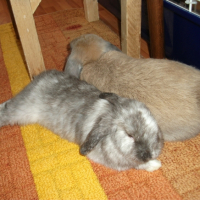 Photo #245907 de Gribouille