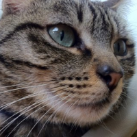 Photo #245917 de Misty