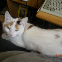 Photo #245951 de Neige