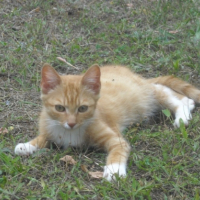 Photo #245968 de Ptit rouquin