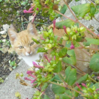 Photo #245969 de Ptit rouquin