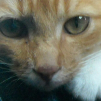 Photo #245970 de Ptit rouquin