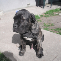 Photo #245993 de Falco
