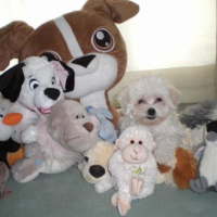 avec ses peluches