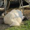 Un petit dodo près du camping-car 